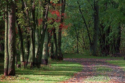 Tree-Lined Lane_08572.jpg - Photographed near Carleton Place, Ontario, Canada.